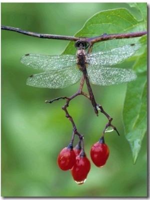 Dragonfly on Branch