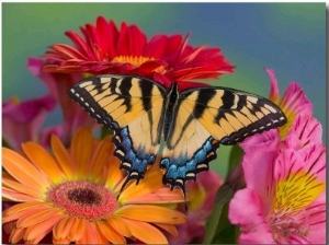 Eastern Tiger Swallowtail Female on Gerber Daisies, Sammamish,