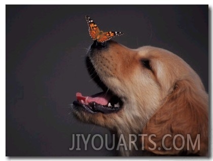 Golden Retriever with Butterfly on His Nose