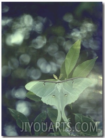 Luna Moth Clings to a Pond Side Chokecherry Tree