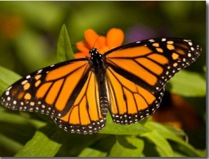 Monarch Butterfly at the Lincoln Children