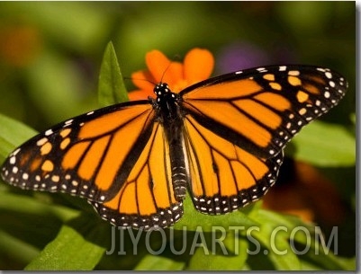 Monarch Butterfly at the Lincoln Children