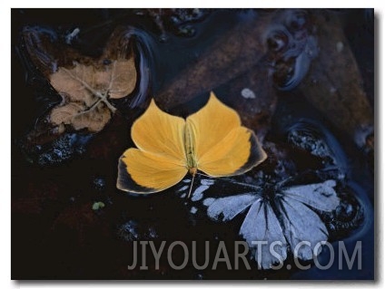 Two Migratory Butterflies Floating on the Surface of a Pool of Water