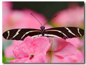 Zebra Longwing