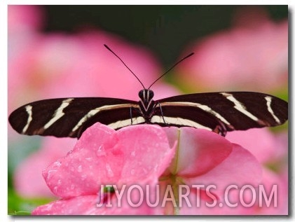 Zebra Longwing