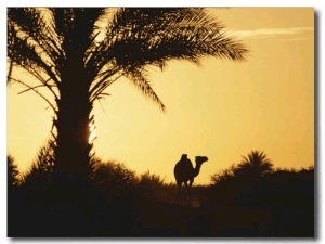 A Dromedary Camel is Silhouetted at Sunset