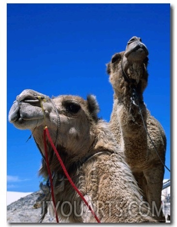 Camels for Hire at Stockton Sand Dunes, Newcastle, New South Wales, Australia