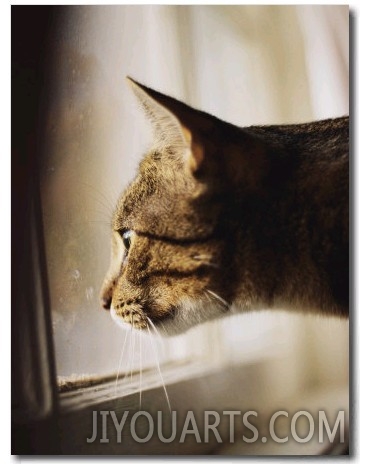 A Profile of a Tabby Cat
