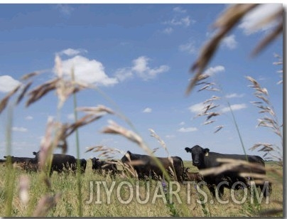 Angus Cattle on a Pasture in Valparaiso, Nebraska