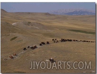 Cattle Drive in Montana