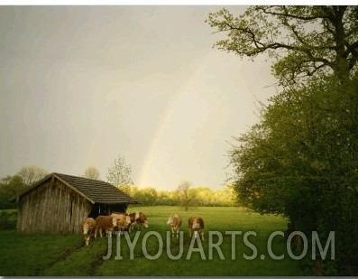 Cattle Gather Outside a Run In Barn in a Lush Pasture