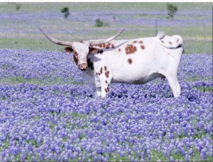 Longhorn Grazing on Bluebonnets, Midlothian, Texas