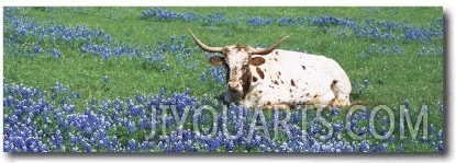 Texas Longhorn Cow Sitting on a Field, Hill County, Texas, USA