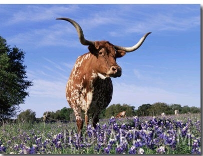 Texas Longhorn Cow, in Lupin Meadow, Texas, USA