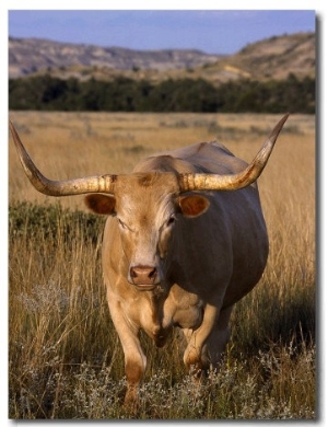 Texas Longhorn, North Dakota Badlands