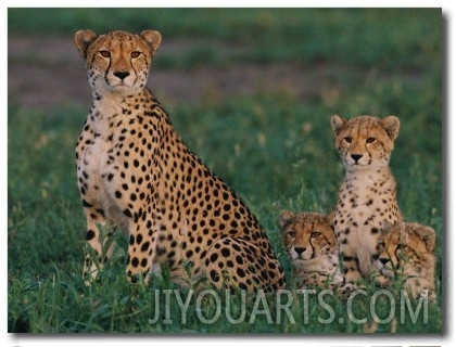 A Portrait of a Female African Cheetah and Her Three Cubs