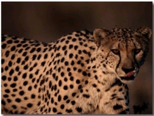 A Portrait of a Hungry African Cheetah