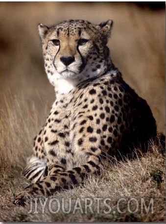 Cheetah Laying in the Grass