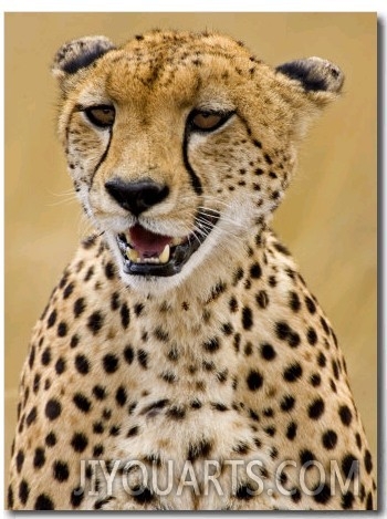 Cheetah in the Brush, Maasai Mara, Kenya