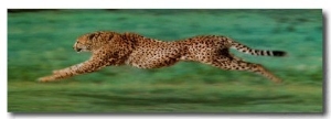 Cheetah Running