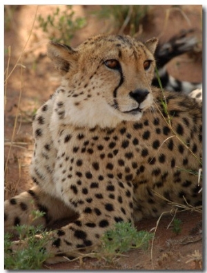 Cheetah, Nambia Africa