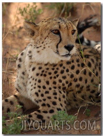 Cheetah, Nambia Africa