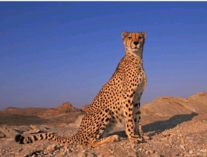 Cheetah, Tsaobis Leopard Park, Namibia