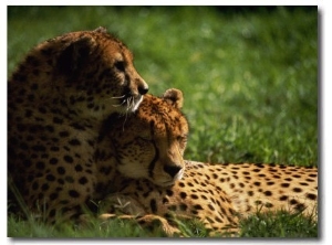 Cheetahs