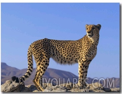 Portrait of Standing Cheetah, Tsaobis Leopard Park, Namibia