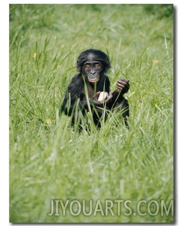 A Young Pygmy Chimpanzee Sits in the Tall Grass