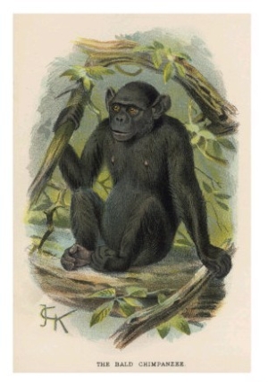 Bald Chimpanzee