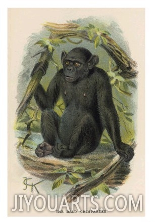 Bald Chimpanzee