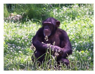 Chimp