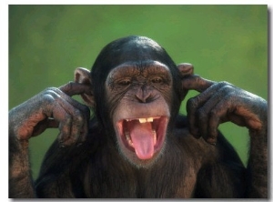 Chimpanzee with its Fingers in its Ears