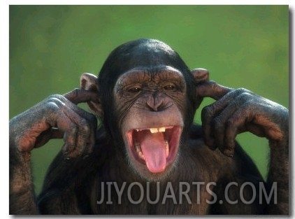 Chimpanzee with its Fingers in its Ears