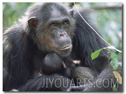 Chimpanzee with Newborn Baby, Gombe National Park, Tanzania