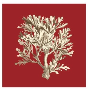 Coral on Red IV