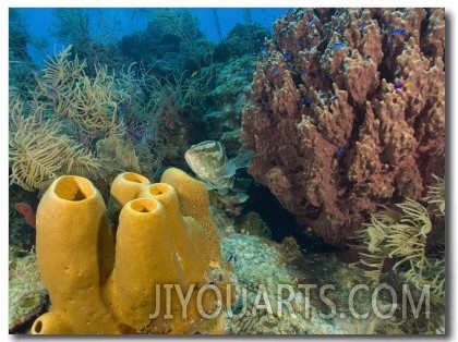 Couple Scuba Diving, Sponge Formations, Half Moon Caye, Barrier Reef, Belize