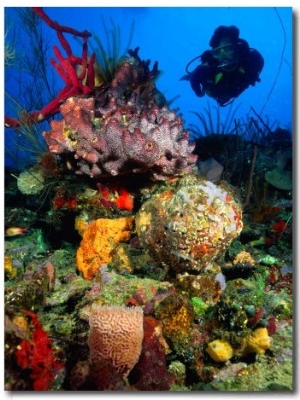 Diving in Colourful Reef, South of Scott