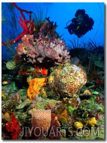 Diving in Colourful Reef, South of Scott