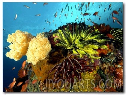 Reef with Crinoids, Komodo, Indonesia