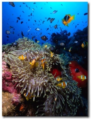 Stonefish on Jackson Reef in Red Sea, Tiran Island, Egypt