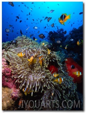 Stonefish on Jackson Reef in Red Sea, Tiran Island, Egypt