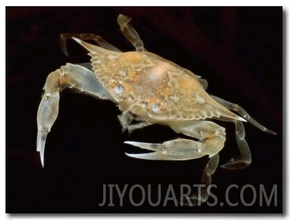 A Juvenile Blue Crab Snapping its Claws in Self Defense