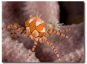 Boxer Crab on Sponge, Bali, Indonesia