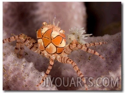 Boxer Crab on Sponge, Bali, Indonesia