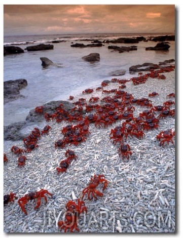 Christmas Island Red Crabs, on the Shore, Indian Ocean, Australia