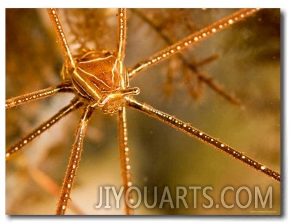 Closeup of an Arrow Crab, Malapascua Island, Philippines