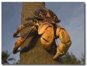 Giant Coconut Crab World