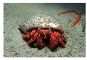 Hermit Crab, Gozo, Mediterranean